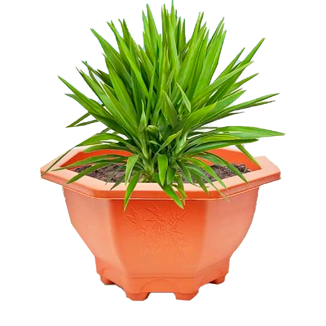 MACETA MIMBRE OCTAGO